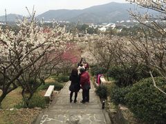 -香雪海
