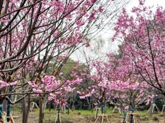 -梁鸿国家湿地公园