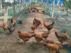 -马陆小张葡萄园农家乐