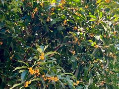 -杭州西湖风景名胜区-满觉陇四眼井