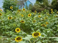 -杭州湾海上花田景区