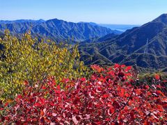 -大岭沟猕猴桃谷风景区