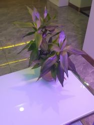 -碧莲盛·不剃发植发