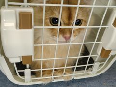 -顺强宠物诊所·狂犬免疫·夜诊·骨科(嘉定店)