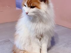 -猫儿山۰猫主题餐厅