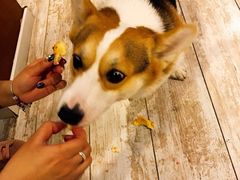 -百好乐宠物友好餐厅(朝外大街店)