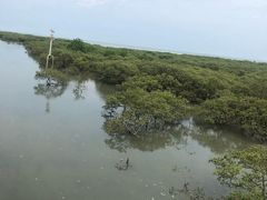 -北海金海湾红树林生态旅游区
