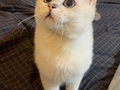 -瑞派·关忠动物医院·异宠专科·犬猫肿瘤·皮肤专科(望京店)