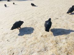 -谢尔盖圣三一大修道院