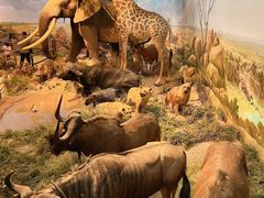 -陕西自然博物馆