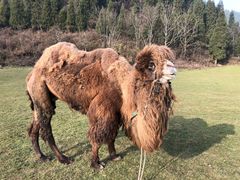 -武陵山森林公园