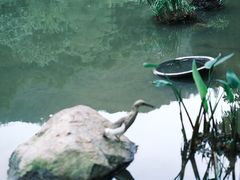 -深圳仙湖植物园