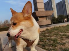 -枫千叶精致料理