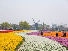 -荷兰花海