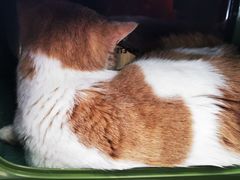 -北京赛佳动物医院