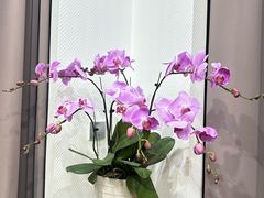 -循礼门鲜花花市(武汉循礼门店)