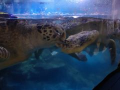 -烟台海昌鲸鲨海洋公园