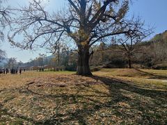 -千年银杏谷文化旅游区