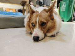 -平行世界·猫咖(首经贸店)