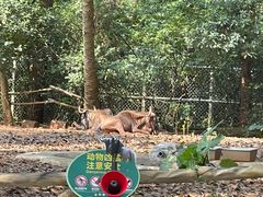-海南热带野生动植物园