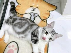 -欣宠猫屋·矮脚拿破仑·蓝金金渐层