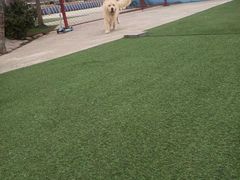 -宠物寄养训练学校