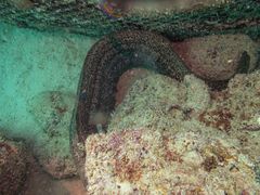 -卡帕莱度假村(西巴丹岛)