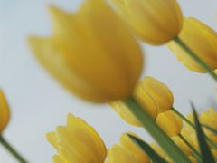 -杭州湾海上花田景区