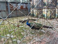 -长白岛森林公园