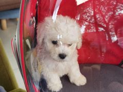 -翊宠yipet猫狗购宠庄园犬舍•猫舍