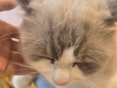 -猫咪派对(江南西店)