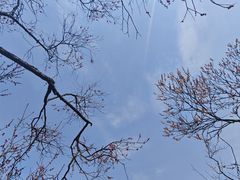 -梅花山(明孝陵内)