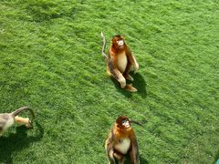 -西霞口神雕山野生动物世界