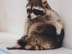 -浣熊柯尔鸭土拨鼠·电玩咖