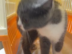 -安安宠医宠物医院·异宠·犬猫内科(岳阳分院)