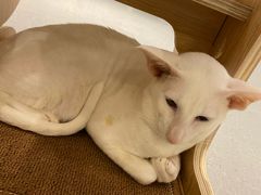 -飞行喵MR PILOT|猫舍·猫咖(静安大融城店)