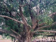 -侯臣咖啡文化村