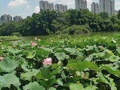 -金山公园