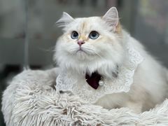 -爱洗澡的猫(天河路店)