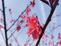 -桃花岭景区