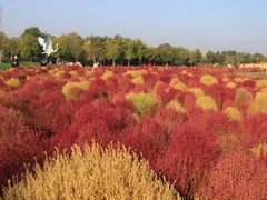 -天津东丽湖风景区