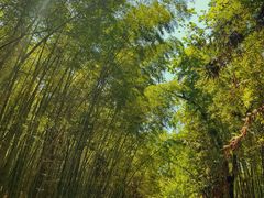 -重庆雨台山风景区