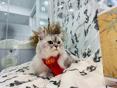 -爱洗澡的猫(望京店)