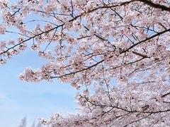 -高东镇樱花园