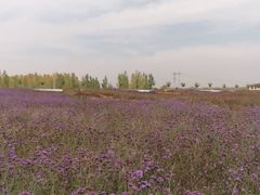 -通湖草原
