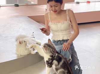 来和喵咪来个下午茶约会吧