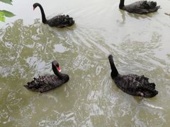 -溱湖国家湿地公园