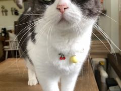 -海边的猫和咖啡馆
