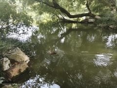 -西湖游船