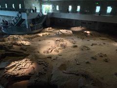 -自贡恐龙博物馆